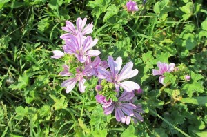 Malva neglecta (1200 x 799)2